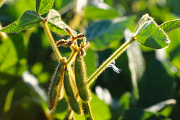 Young, still green soybean plantation, close up. Soybean plant. Soybean pods. Soybean field. Sunny summer day. Agriculture, the concept of a good harvest.