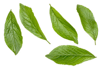 Naklejka na ściany i meble Green leaves of plum isolated on white