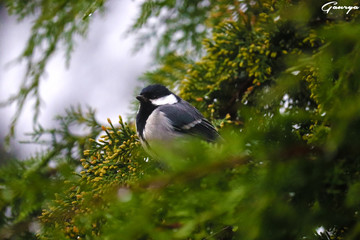 Coal Tit Bird