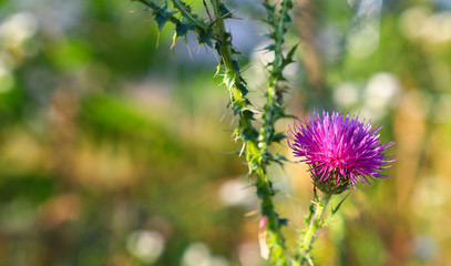 Beautiful flower, thistle. Pink burdock flowers. Close up of burdock flower. Flowering vinegar or...