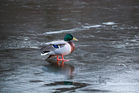 Ente auf Eis