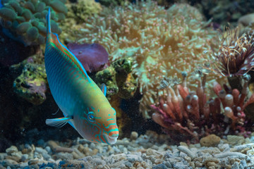Parrot fish in coral reefs