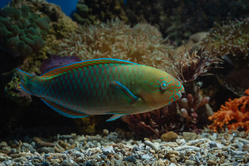 Naklejka na ściany i meble Parrot fish in coral reefs
