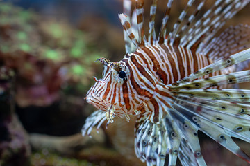 The devil firefish or common lionfish 