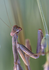 Mantide Religiosa