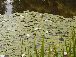 (Nymphaea alba) Colony of white water lily or nenuphar on the surface of stills waters by a lake
