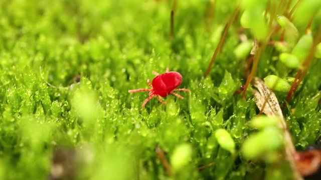 Trombidiidae, known as red velvet mites, true velvet mites, or rain bugs, are arachnids found in soil litter known for their bright red color.