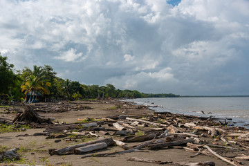 Fototapeta na wymiar Beach in Uraba where the current of the sea carries waste from the rivers with wood trunks and plasters. Colombia.