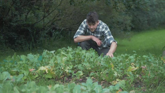 Young caucasian male gardener inspecting organic turnips in garden