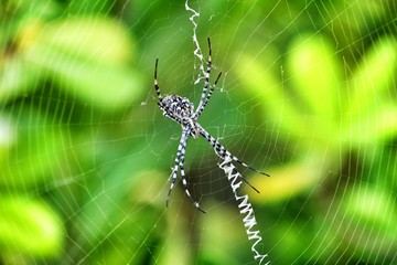 Argiope Lobata spider in the garden