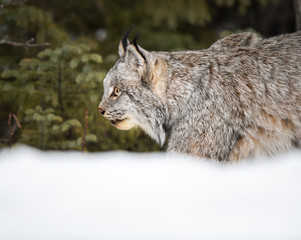 Canadian lynx in the wild - 373305845