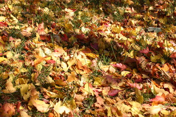 Multi color fallen fall leaves on ground