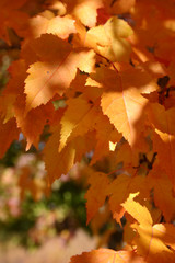 Peach color fall leaves
