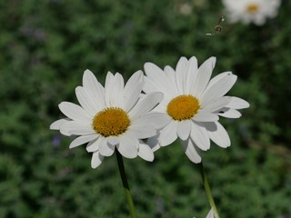 daisies in a garden