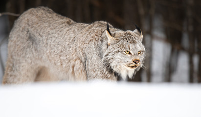 Fototapeta premium Canadian lynx in the wild