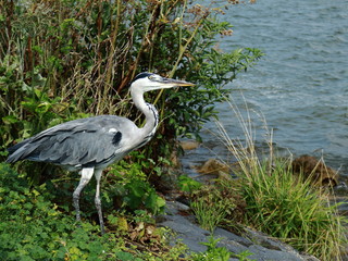 Airone al porto di Volendam (NL) 