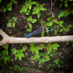 dragonfly on a branch