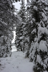 Moraine Lake in winter -  Alberta Canada