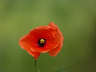 Field poppy (Papaver rhoeas) - close up of red poppy flower on green background