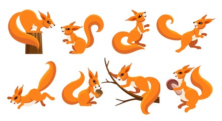 Funny squirrel set