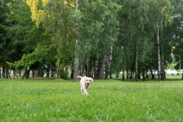 A sad fawn labrador walking in the park.