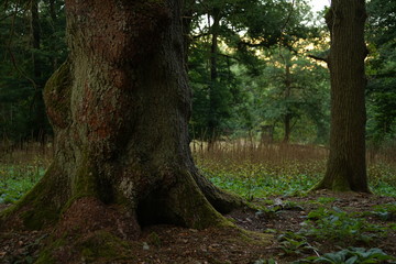 Baum Stamm mit Wurzeln und Moos