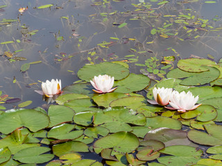 (Nymphaea alba) White water lily or white nenuphar with beautiful flowers surrounded by great...
