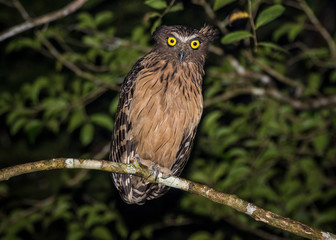 Kinabatangan river, Sabah, Borneo- JANUAR 2019: Buffy Fish Owl in the nature.