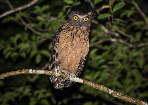 Kinabatangan river, Sabah, Borneo- JANUAR 2019: Buffy Fish Owl in the nature.