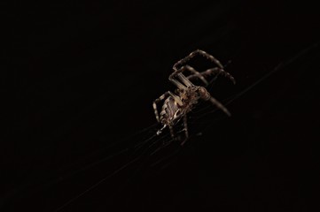 Araña