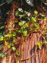 tree bark, with green plants growing, close up, background, texture