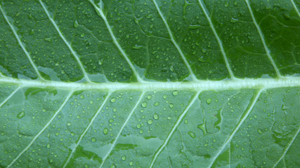 Liść chrzanu z kroplami porannej rosy