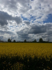 Obraz premium field of rape