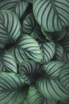 Top view pattern leaf of Calathea orbifolia plant in vertical view. Home gardening and house plant concept.