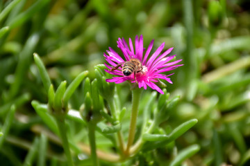 Obraz premium Honey bee on single pink flower Aster alpinus (family: Asteraceae) in the green garden