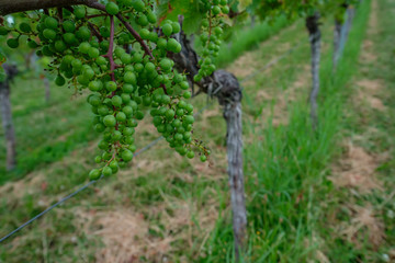 Fototapeta na wymiar Green grapes at a vine