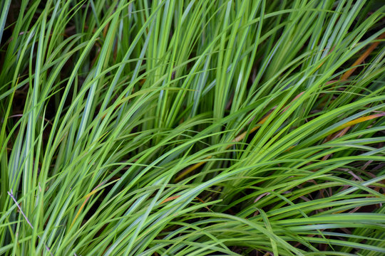 Closeup view of Acorus gramineus Variegatus plant with a grassy appearance, natural background