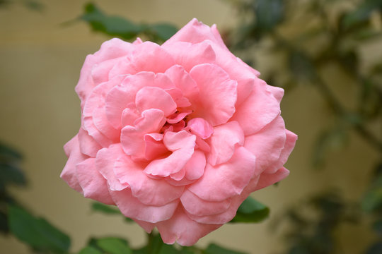 Closeup view of single pink rose in full bloom, floral background