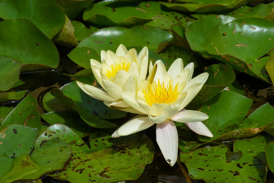 Two White Water Lily (Lotus) flowers on green Lily Pads, natural background