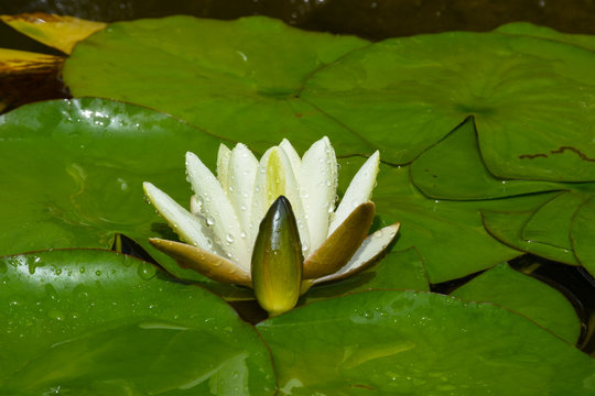 Closeup view of single small White Water Lily (Lotus) flower with water drops on green Lily Pads, natural background