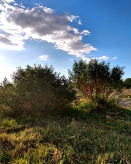 sunset in the forest