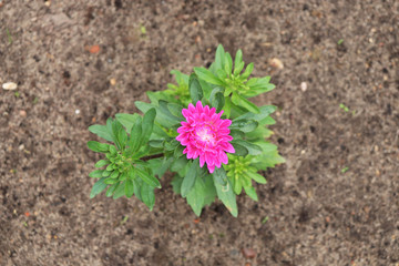 flowers Astra in the garden