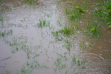 flooded the pasture field,flooded the lawn in the yard after a severe thunderstorm