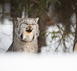 Canadian lynx in the wild