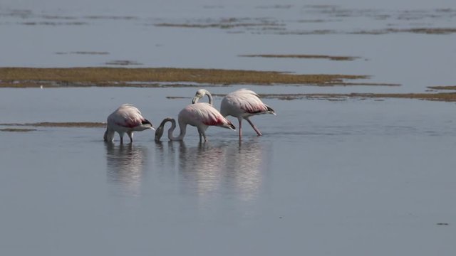 Fenicotteri nella riserva delle Saline di Trapani e Paceco in Sicilia