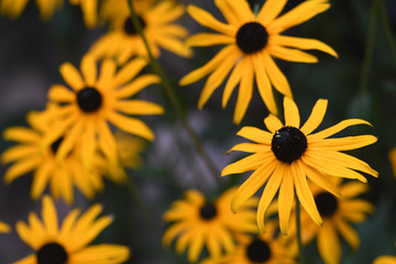 Flöwers around Gifhorn