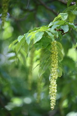 Pterocarya fraxinifolia