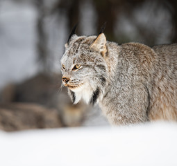 Canadian lynx in the wild