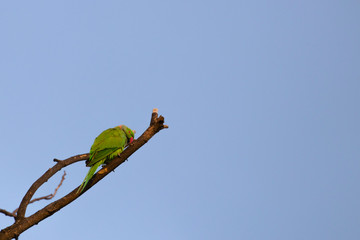 Shy Parrot on the tree branch