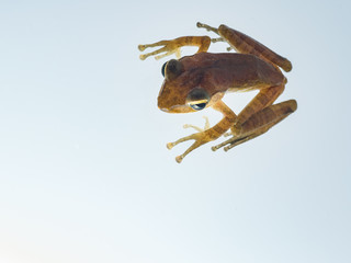 Close-up of a frog clinging to the wall